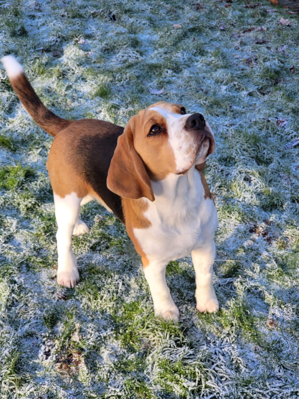 beagle dog, beagle bitch, puppy, puppies, healthy puppy, kennel club registered puppy
