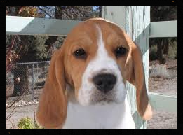 beagle traning, puppy beagle