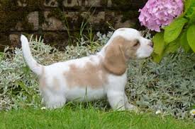 beagles in staffordshire, beagle puppies for sale staffordshire