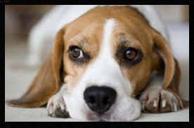 beagle dog, beagle bitch, puppy, puppies, healthy puppy, kennel club registered puppy
